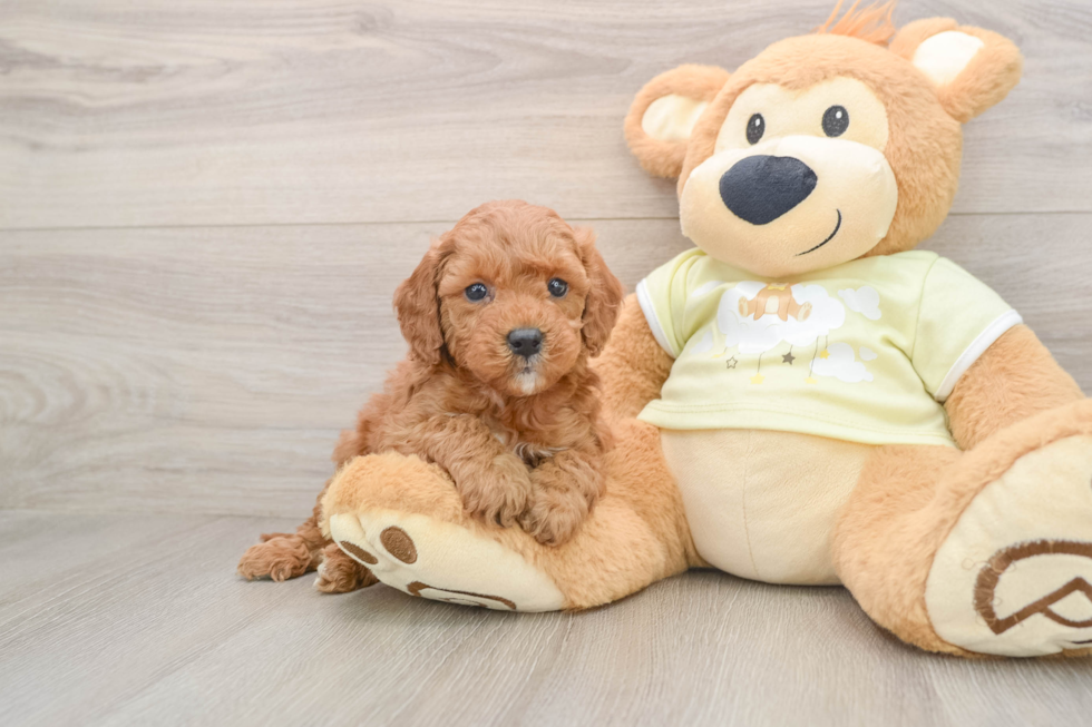 Popular Mini Irish Doodle Poodle Mix Pup