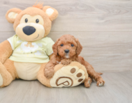 6 week old Mini Irish Doodle Puppy For Sale - Florida Fur Babies