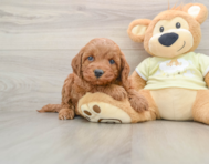 5 week old Mini Irish Doodle Puppy For Sale - Florida Fur Babies