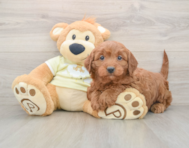 6 week old Mini Irish Doodle Puppy For Sale - Florida Fur Babies