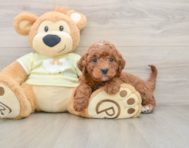 5 week old Mini Irish Doodle Puppy For Sale - Florida Fur Babies