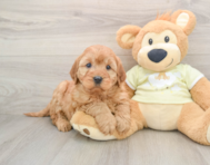 5 week old Mini Irish Doodle Puppy For Sale - Florida Fur Babies