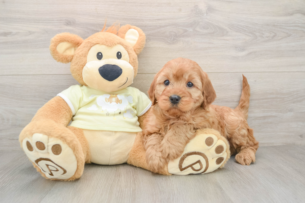 Best Mini Irish Doodle Baby