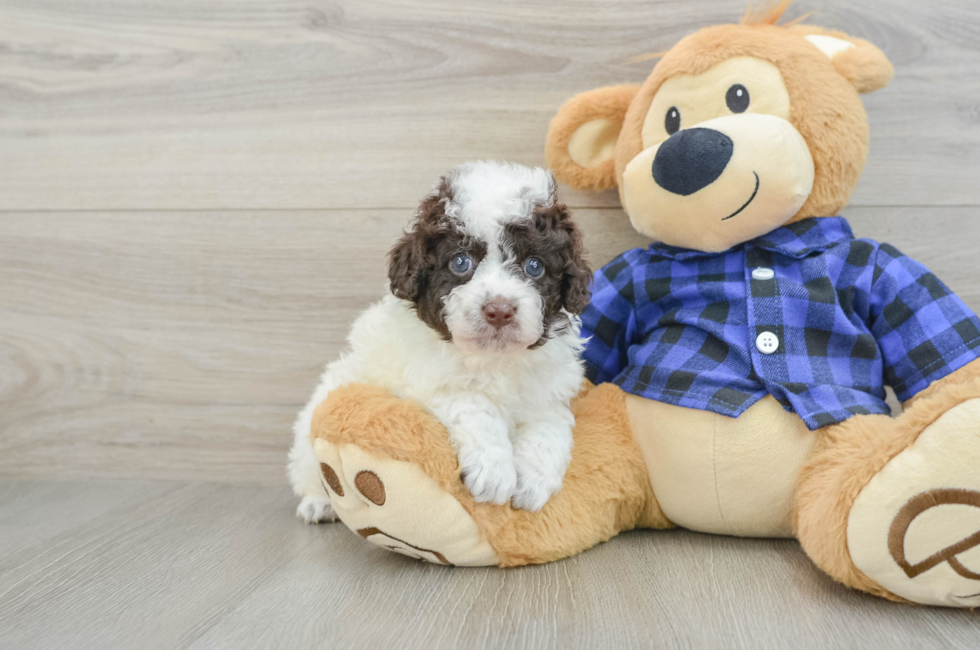 6 week old Mini Labradoodle Puppy For Sale - Florida Fur Babies
