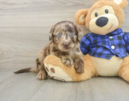 5 week old Mini Labradoodle Puppy For Sale - Florida Fur Babies