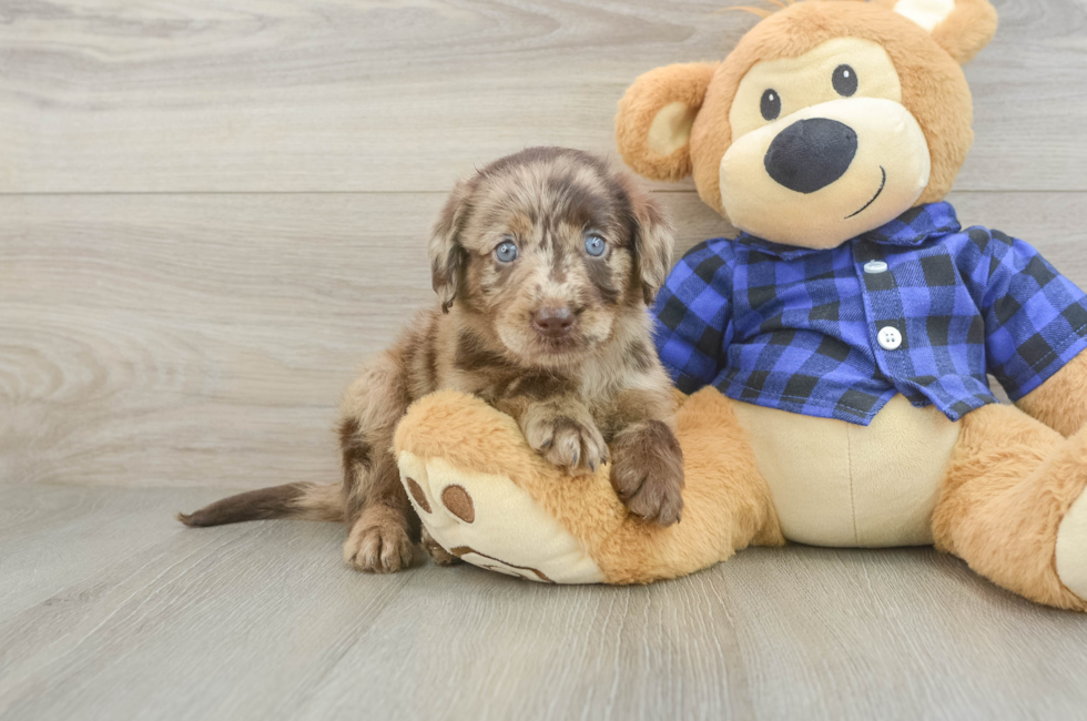 5 week old Mini Labradoodle Puppy For Sale - Florida Fur Babies