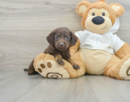 6 week old Mini Labradoodle Puppy For Sale - Florida Fur Babies