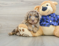 7 week old Mini Labradoodle Puppy For Sale - Florida Fur Babies