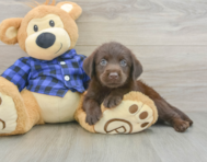 5 week old Mini Labradoodle Puppy For Sale - Florida Fur Babies