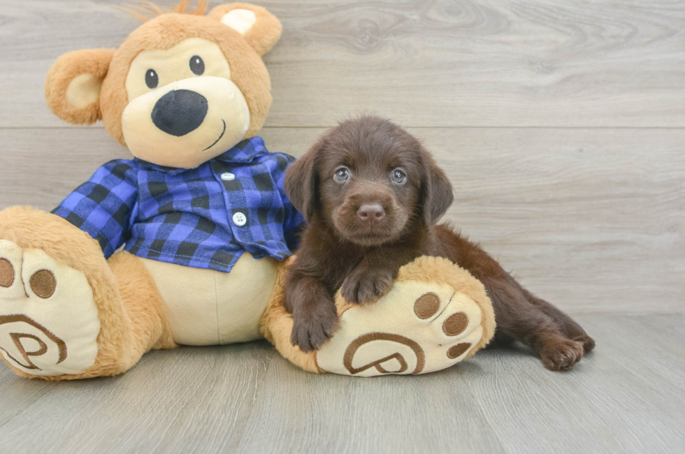 5 week old Mini Labradoodle Puppy For Sale - Florida Fur Babies