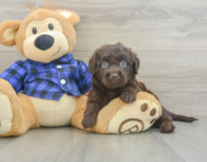 5 week old Mini Labradoodle Puppy For Sale - Florida Fur Babies