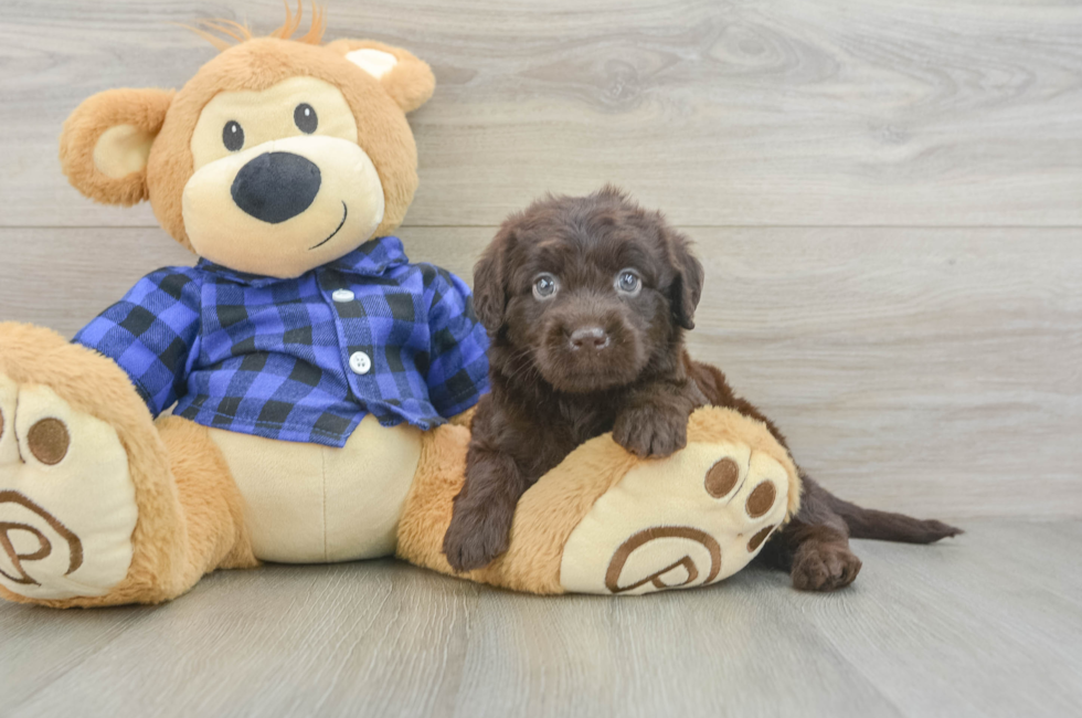 5 week old Mini Labradoodle Puppy For Sale - Florida Fur Babies