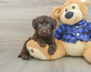 6 week old Mini Labradoodle Puppy For Sale - Florida Fur Babies