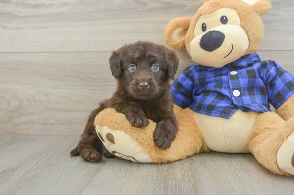 5 week old Mini Labradoodle Puppy For Sale - Florida Fur Babies