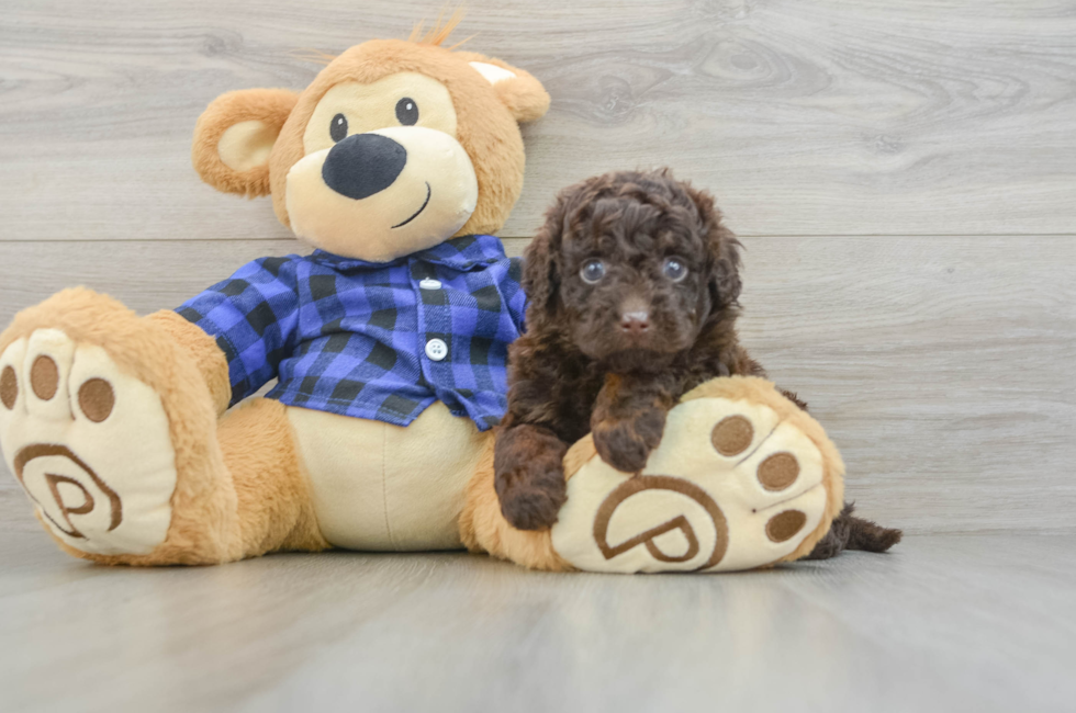 6 week old Mini Labradoodle Puppy For Sale - Florida Fur Babies