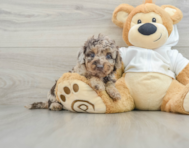 6 week old Mini Labradoodle Puppy For Sale - Florida Fur Babies