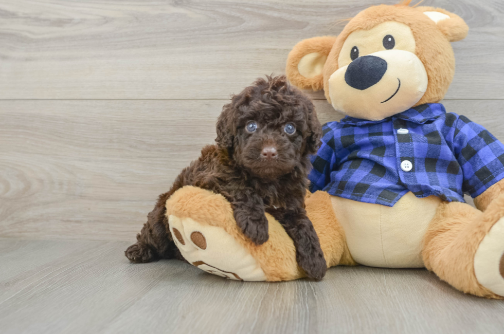 6 week old Mini Labradoodle Puppy For Sale - Florida Fur Babies