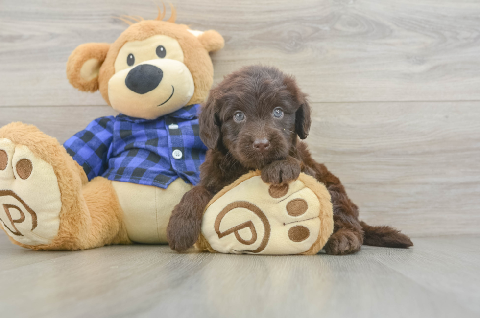 5 week old Mini Labradoodle Puppy For Sale - Florida Fur Babies