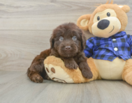 5 week old Mini Labradoodle Puppy For Sale - Florida Fur Babies