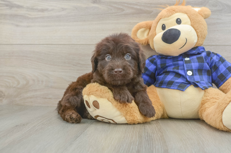 5 week old Mini Labradoodle Puppy For Sale - Florida Fur Babies