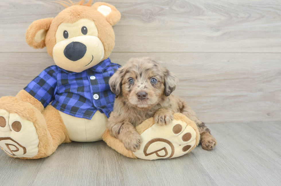 5 week old Mini Labradoodle Puppy For Sale - Florida Fur Babies