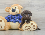 7 week old Mini Labradoodle Puppy For Sale - Florida Fur Babies
