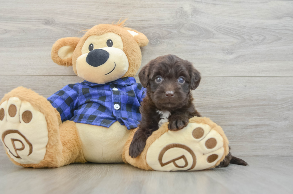6 week old Mini Labradoodle Puppy For Sale - Florida Fur Babies