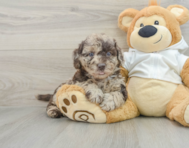 5 week old Mini Labradoodle Puppy For Sale - Florida Fur Babies