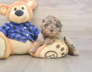 7 week old Mini Labradoodle Puppy For Sale - Florida Fur Babies