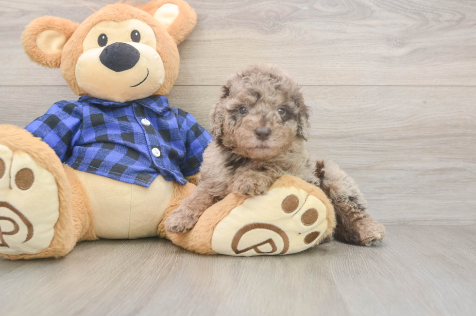 5 week old Mini Labradoodle Puppy For Sale - Florida Fur Babies