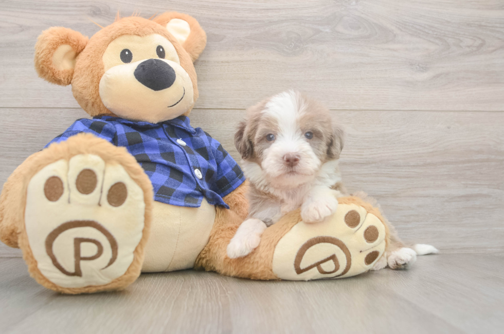 5 week old Mini Labradoodle Puppy For Sale - Florida Fur Babies