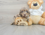 8 week old Mini Labradoodle Puppy For Sale - Florida Fur Babies