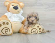 11 week old Mini Labradoodle Puppy For Sale - Florida Fur Babies