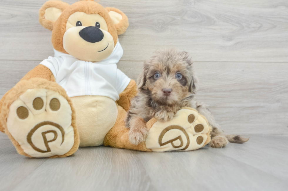 9 week old Mini Labradoodle Puppy For Sale - Florida Fur Babies