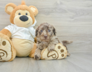 5 week old Mini Labradoodle Puppy For Sale - Florida Fur Babies