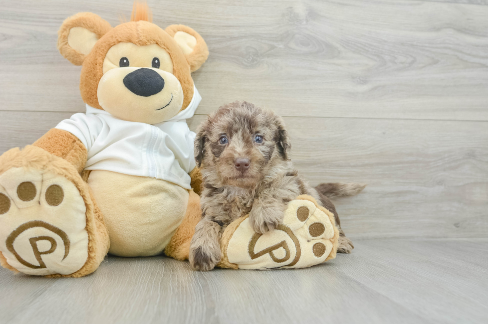 8 week old Mini Labradoodle Puppy For Sale - Florida Fur Babies