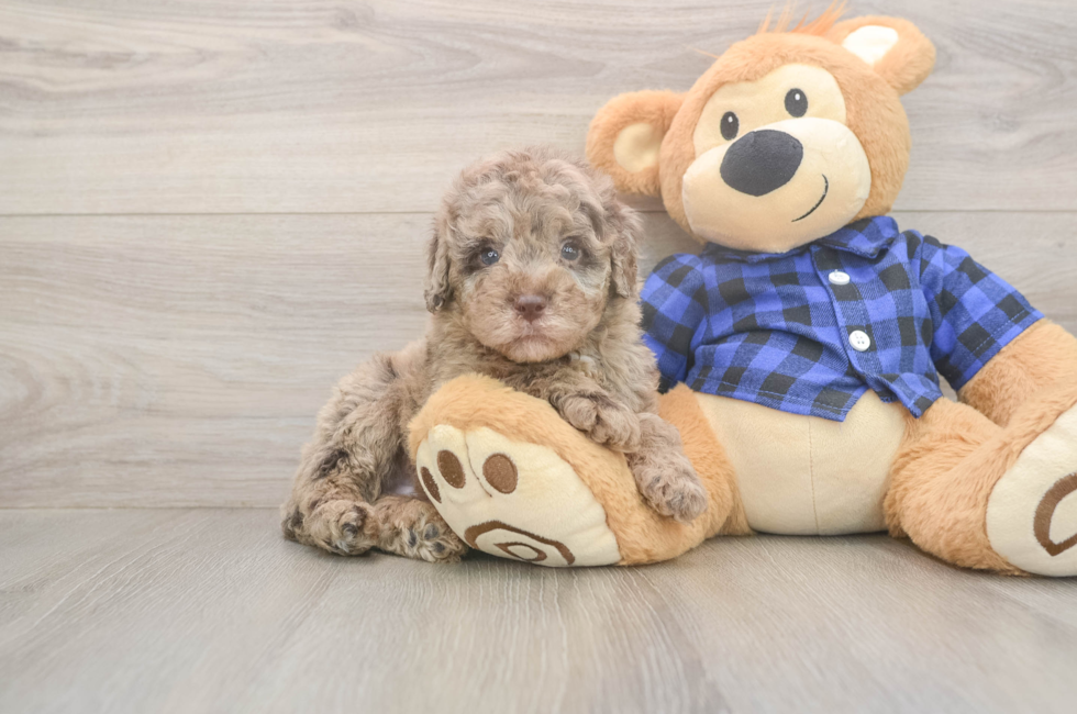 5 week old Mini Labradoodle Puppy For Sale - Florida Fur Babies