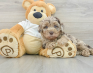 8 week old Mini Labradoodle Puppy For Sale - Florida Fur Babies