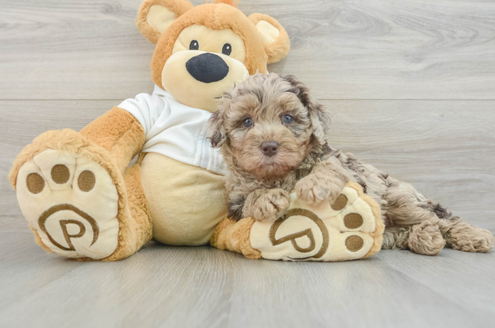 8 week old Mini Labradoodle Puppy For Sale - Florida Fur Babies