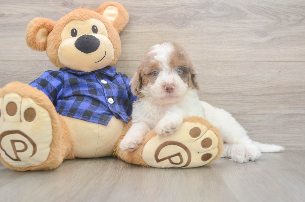 5 week old Mini Labradoodle Puppy For Sale - Florida Fur Babies