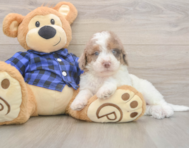 6 week old Mini Labradoodle Puppy For Sale - Florida Fur Babies 6 week old Mini Labradoodle Puppy For Sale - Florida Fur Babies