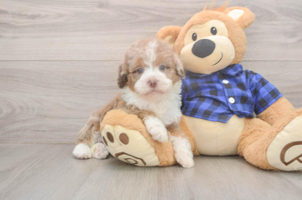 5 week old Mini Labradoodle Puppy For Sale - Florida Fur Babies