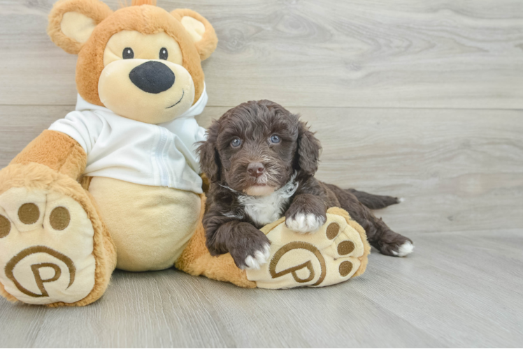 Adorable Labrapoo Poodle Mix Puppy