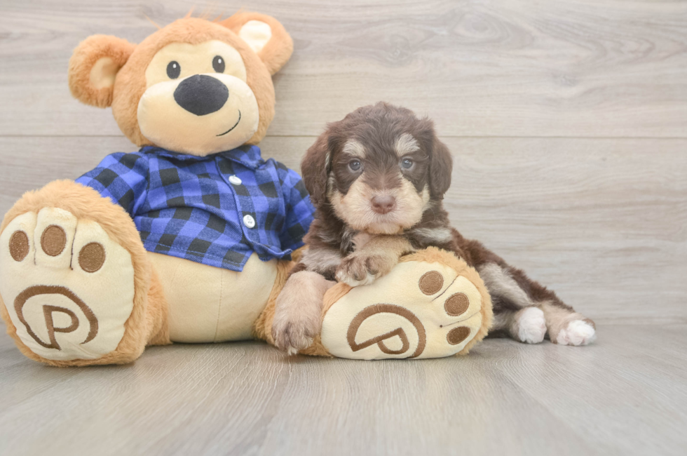 5 week old Mini Labradoodle Puppy For Sale - Florida Fur Babies