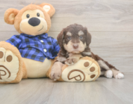 6 week old Mini Labradoodle Puppy For Sale - Florida Fur Babies 6 week old Mini Labradoodle Puppy For Sale - Florida Fur Babies