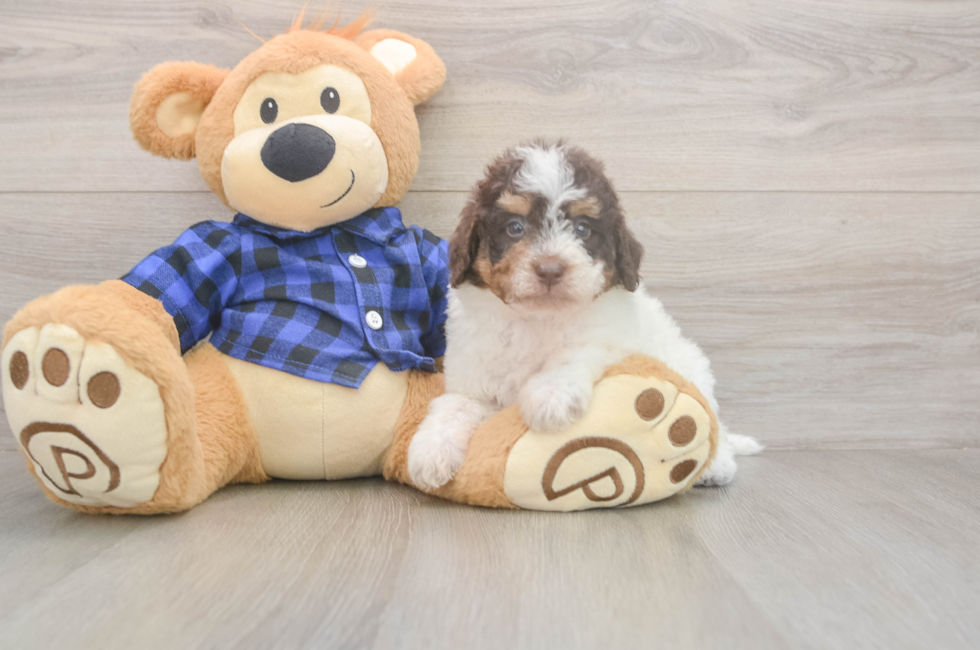 5 week old Mini Labradoodle Puppy For Sale - Florida Fur Babies