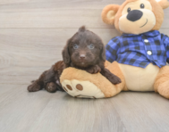 5 week old Mini Labradoodle Puppy For Sale - Florida Fur Babies