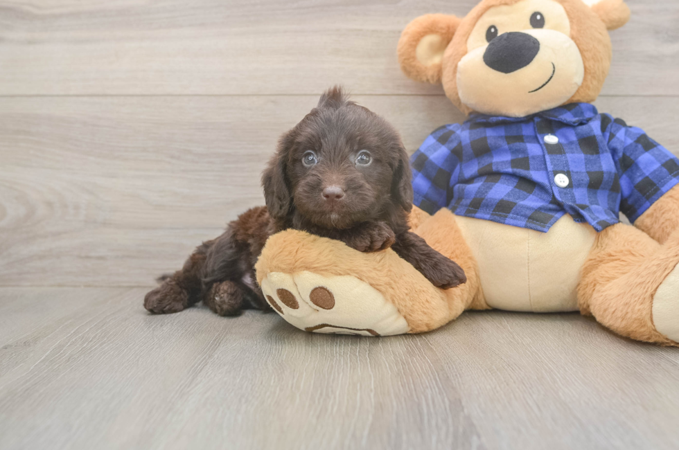 5 week old Mini Labradoodle Puppy For Sale - Florida Fur Babies