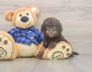 5 week old Mini Labradoodle Puppy For Sale - Florida Fur Babies