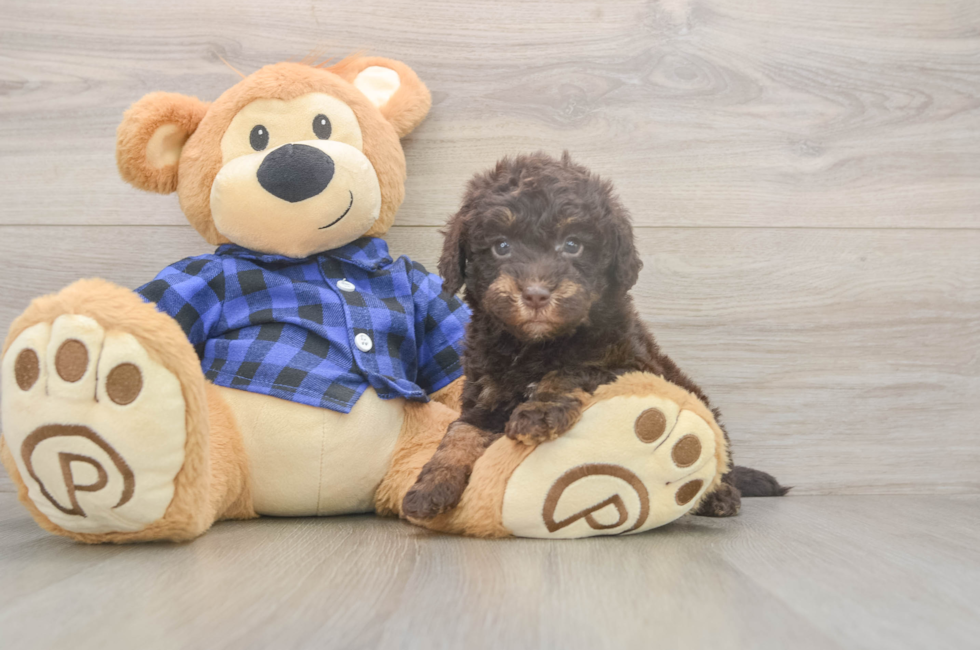 5 week old Mini Labradoodle Puppy For Sale - Florida Fur Babies
